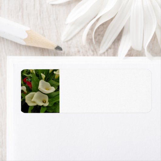 Calla lily (Insitu)