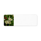 Calla lily (Vorne)