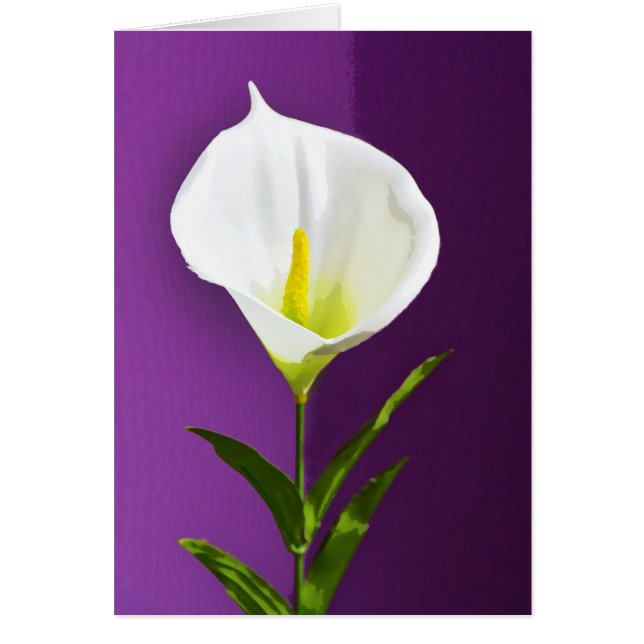 Calla Lily (Vorne)