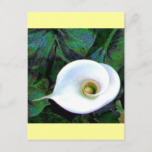 Calla Lily 2011 Postkarte