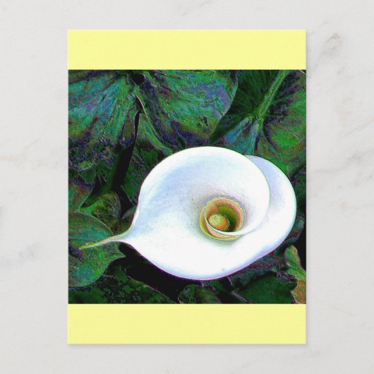 Calla Lily 2011 Postkarte (Vorderseite)
