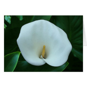 Calla Lily - 5" x 7" Art Card