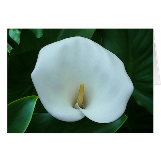 Calla Lily - 5" x 7" Art Card (Vorderseite (Horizontal))
