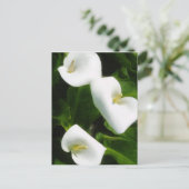 Calla Lily 9 Postkarte (Stehend Vorderseite)