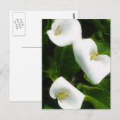 Calla Lily 9 Postkarte (Vorne/Hinten)