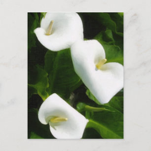 Calla Lily 9 Postkarte