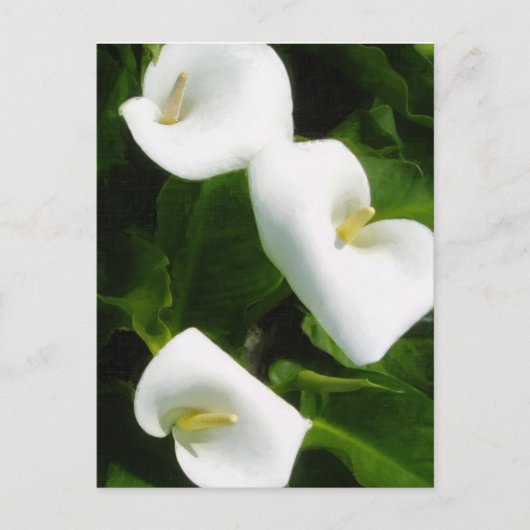 Calla Lily 9 Postkarte (Vorderseite)