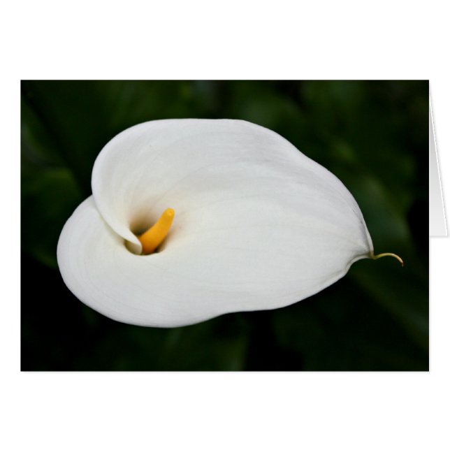 'Calla Lily' Blankkarte (Vorderseite (Horizontal))
