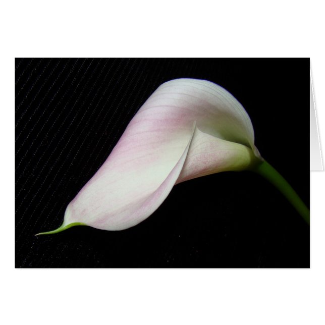 Calla Lily Blume Card (Vorderseite (Horizontal))