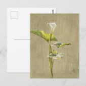 Calla Lily by Fidelia Bridges Postkarte (Vorne/Hinten)