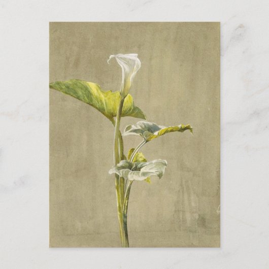 Calla Lily by Fidelia Bridges Postkarte (Vorderseite)
