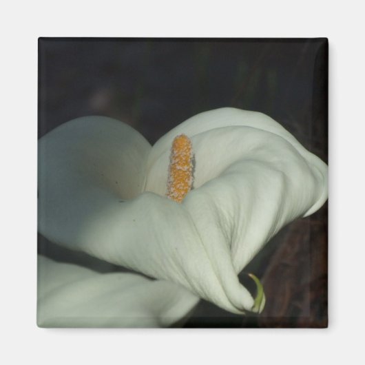 Calla Lily Dawn Magnet (Vorne)