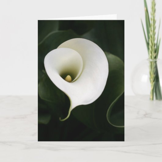 Calla Lily Grußkarte (keine Grenze) Karte (Vorderseite)
