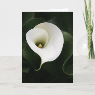 Calla Lily Grußkarte (keine Grenze) Karte