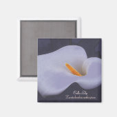 Calla Lily Illustration Kühlschrankmagnet (Vorderseite/Rückseite)