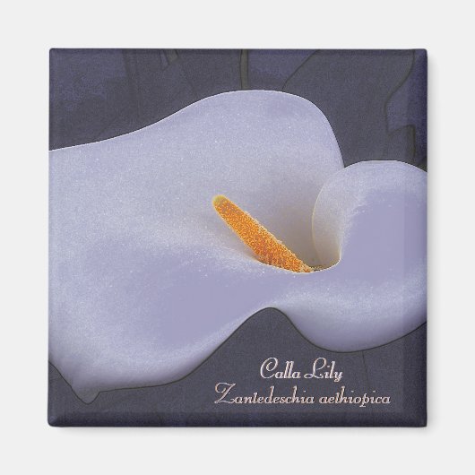 Calla Lily Illustration Kühlschrankmagnet (Vorne)