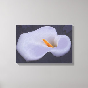 Calla Lily Illustration Leinwand Wanddekor