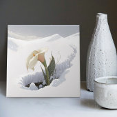 Calla Lily im Berg durch Schnee brechen Fliese