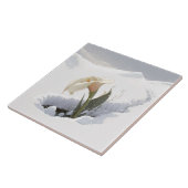 Calla Lily im Berg durch Schnee brechen Fliese (Seite)