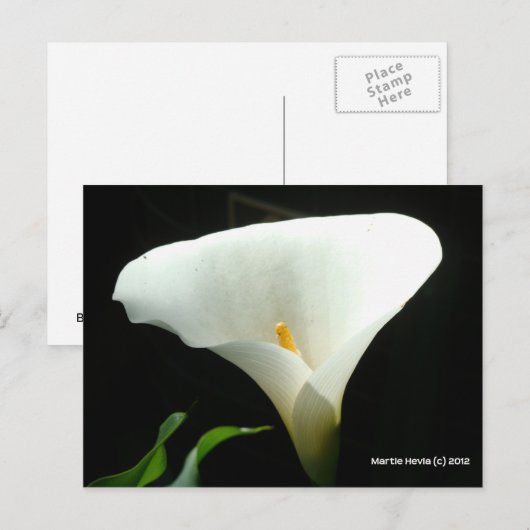 Calla Lily in Black Postkarte (Vorne/Hinten)