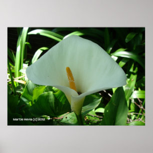 Calla Lily in Green Poster