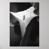 Calla Lily in Schwarz und Weiß Poster (Vorne)