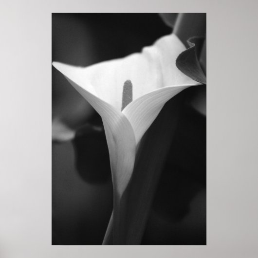 Calla Lily in Schwarz und Weiß Poster (Vorne)