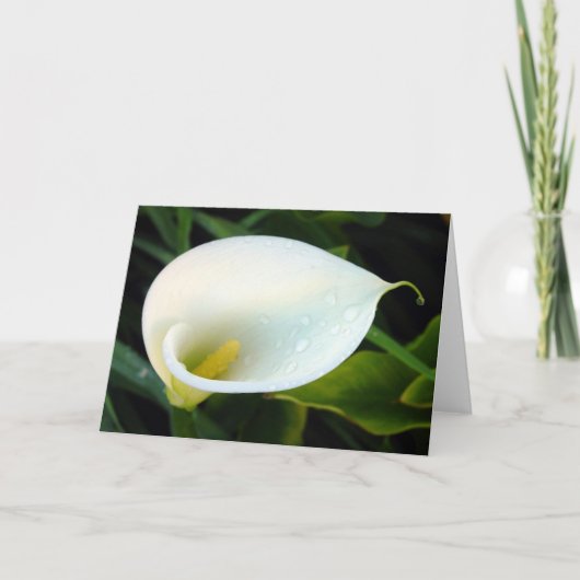 Calla Lily Karte (Vorderseite)