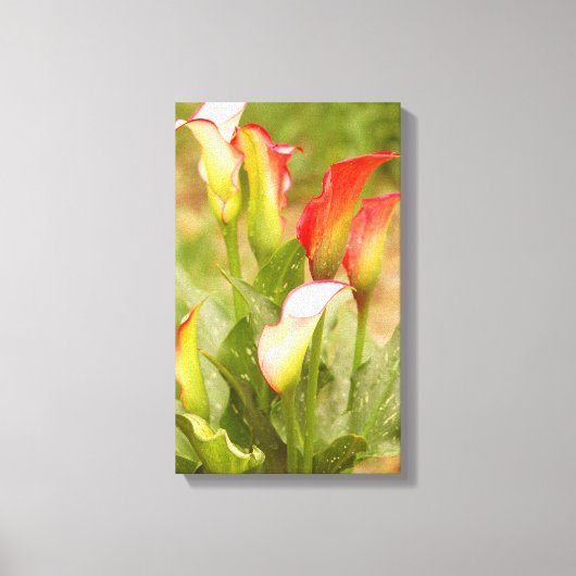 Calla Lily Leinwand (Vorderseite)