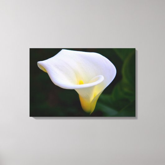 Calla Lily Leinwanddruck (Vorderseite)