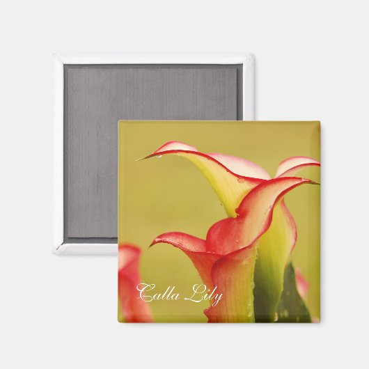 Calla Lily Magnet (Vorderseite/Rückseite)