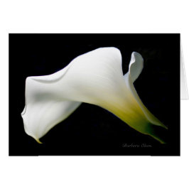 Calla Lily - mit Anmut und Stil*: