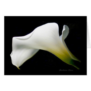 Calla Lily - mit Anmut und Stil*: