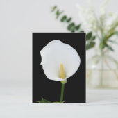 Calla Lily Postcard Postkarte (Stehend Vorderseite)
