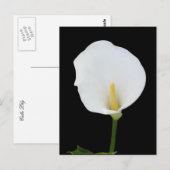 Calla Lily Postcard Postkarte (Vorne/Hinten)