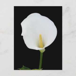 Calla Lily Postcard Postkarte