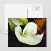 Calla Lily Postcard Postkarte (Vorne/Hinten)