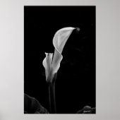 Calla Lily Poster (Vorne)