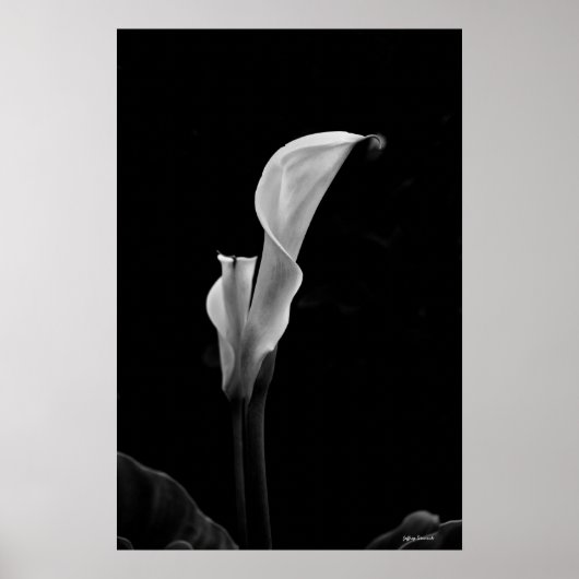 Calla Lily Poster (Vorne)