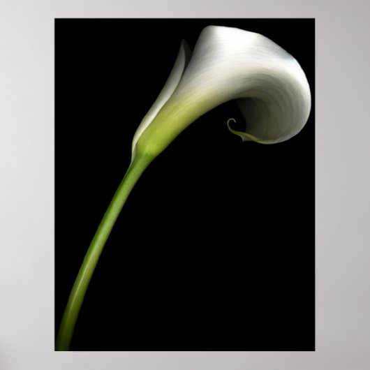 Calla Lily Poster (Vorne)