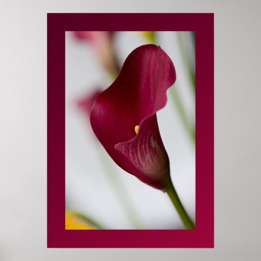 Calla lily Poster (Vorne)