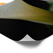 Calla Lily Poster Print (Ecke)