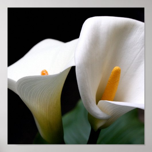 Calla Lily Poster Print (Vorne)