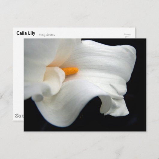 Calla Lily Postkarte (Vorne/Hinten)