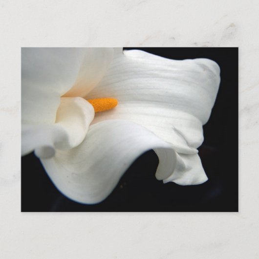 Calla Lily Postkarte (Vorderseite)