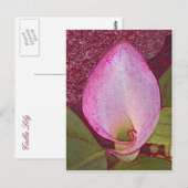 Calla Lily Postkarte (Vorne/Hinten)