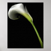 Calla Lily Prints Poster (Vorne)