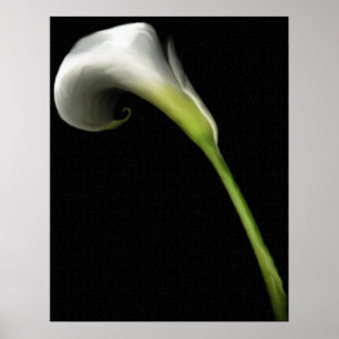 Calla Lily Prints Poster