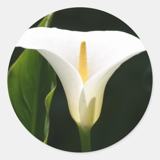 Calla Lily Runder Aufkleber (Vorderseite)
