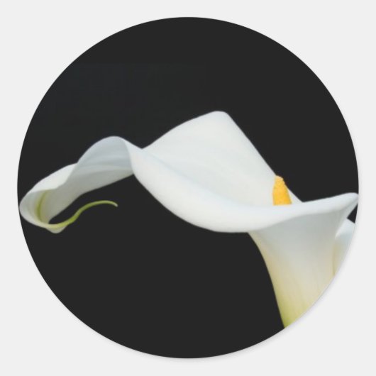 Calla Lily Sticker/Siegel Runder Aufkleber (Vorderseite)